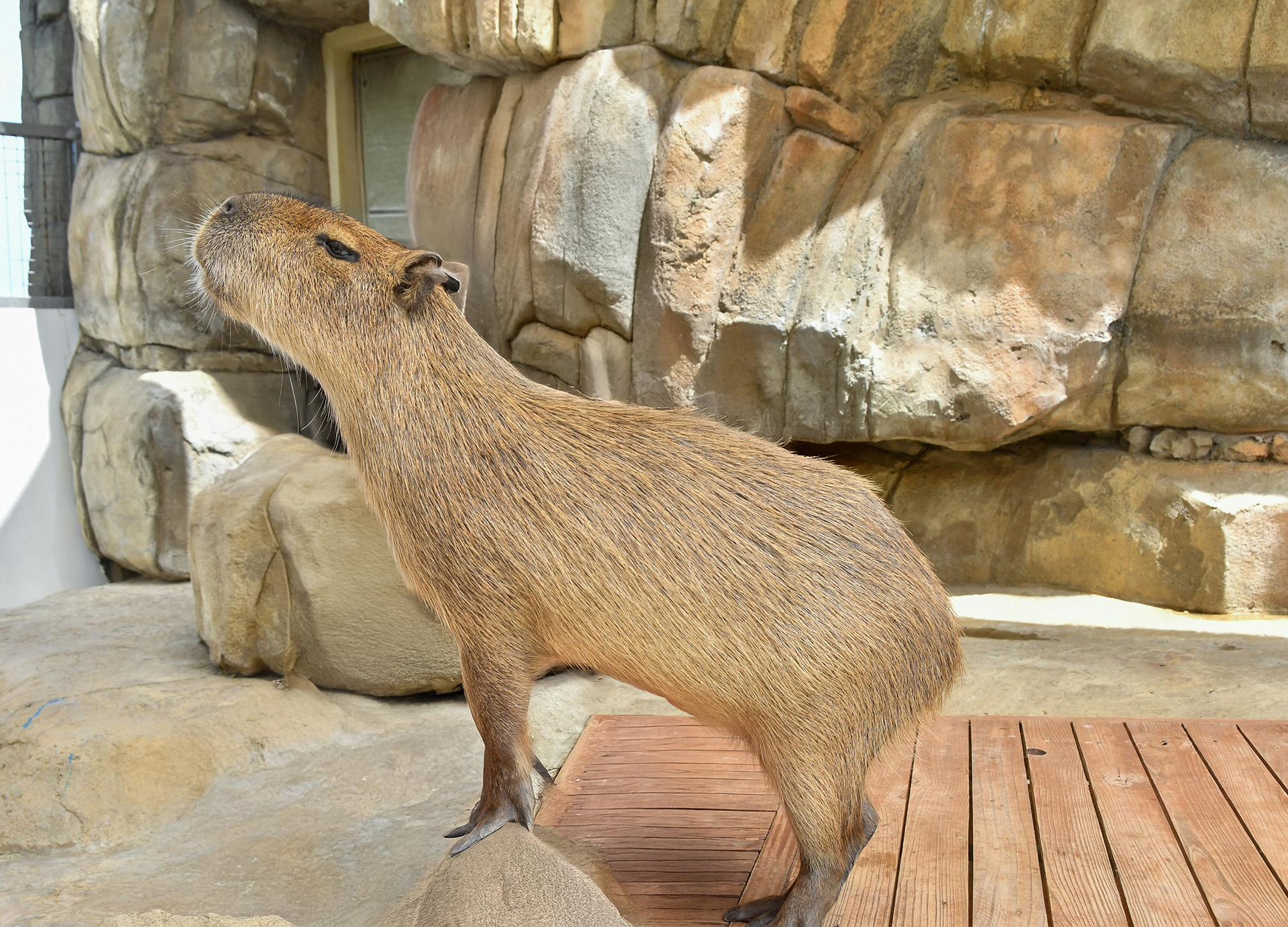 Capybara Encounter