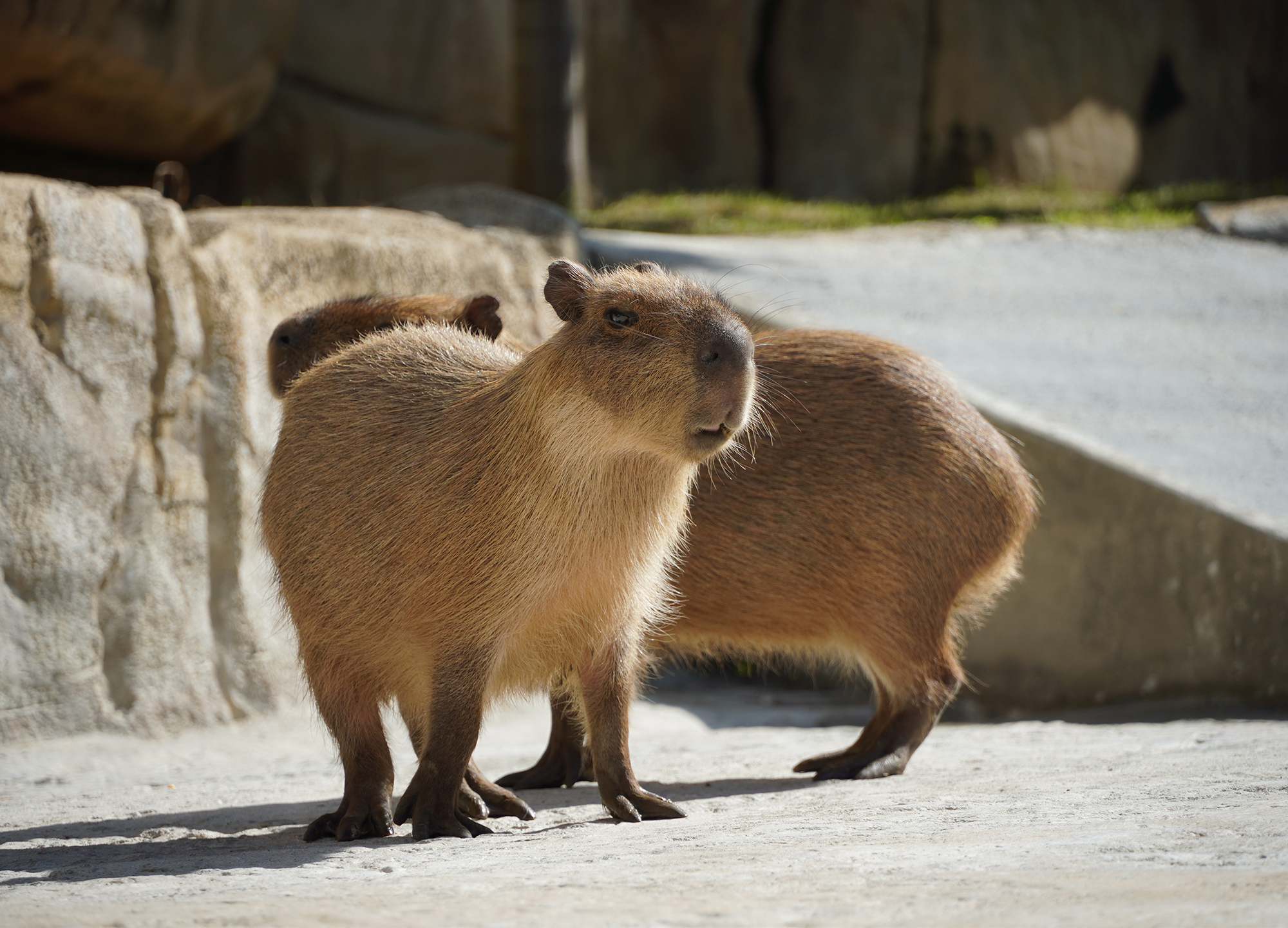 Capybara Encounter