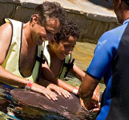 Shark encounter and snorkeling experience