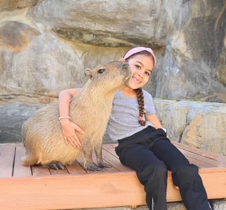 Capybara