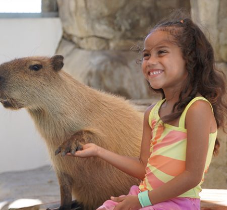 DOMINICANO – Capybara Encounter