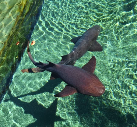 DOMINICANO – Shark Encounter & Snorkeling
