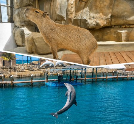DOMINICANO – Dolphin Encounter + Capybaras