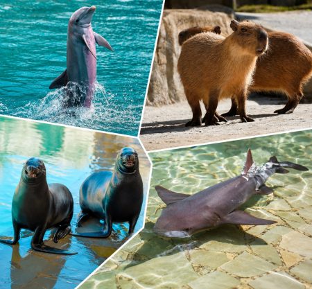 DOMINICANO – Dolphin Encounter + Capybaras + Sea Lions + Sharks + Stingrays